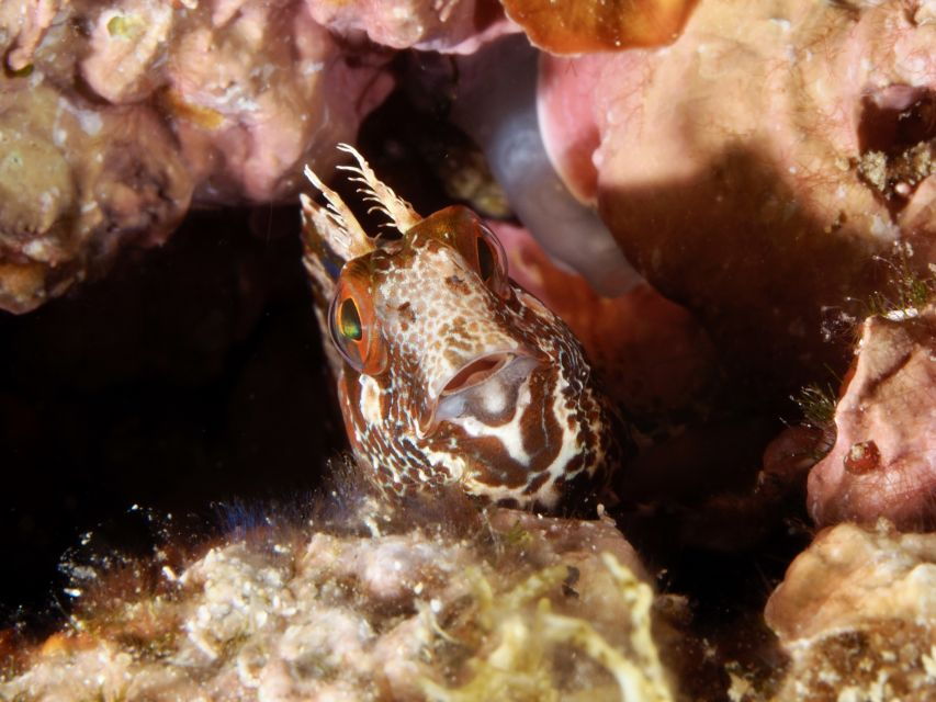 Tossa De Mar: Mar Menuda Dive Trip for Certified Divers - Good To Know