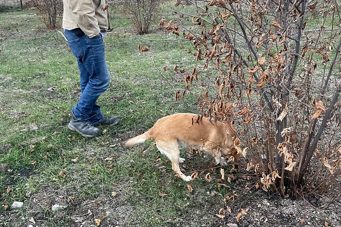 Truffle Hunting in Kyustendil - Truffle Hunting Experience Overview