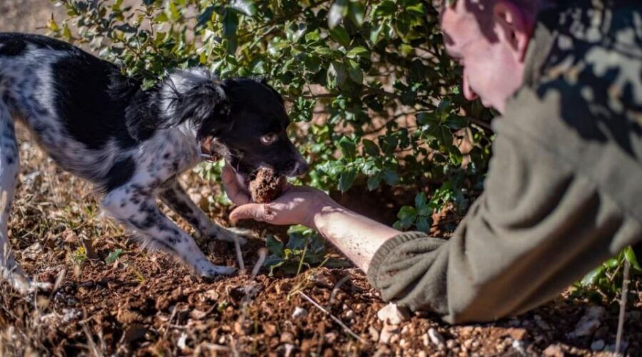 Truffle Hunting in Tuscany With Lunch in the Cellar - Good To Know