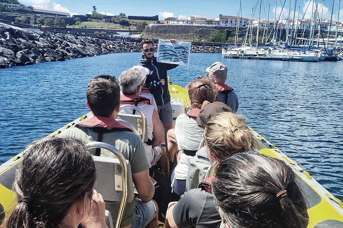 Whale and Dolphin Watching on Tercera Island - Details