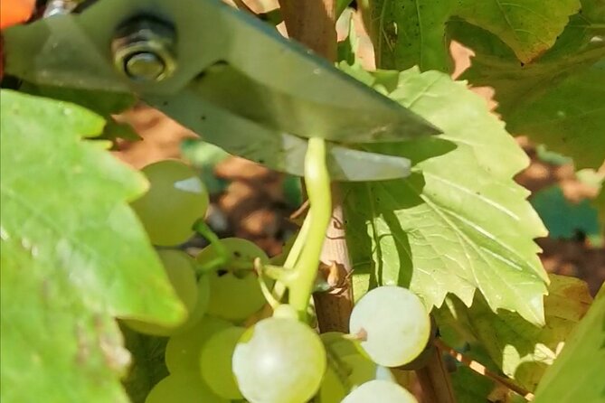 Wine Tasting Experience at the Organic Winery in ŠIšAn - Organic Trapan Wine Tasting