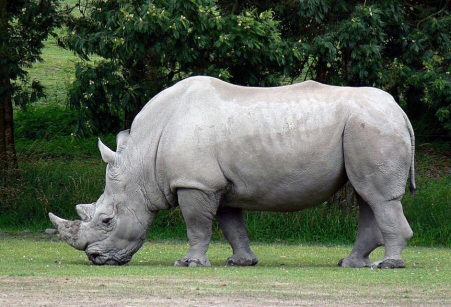 2 Day Hluhluwe Imfolo & Isimangaliso W/Park Tour From Durban - Description