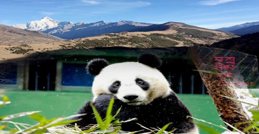 2 Days Mt. Siguniang+Wolong Panda Tour From Chengdu - Tour Duration and Pricing