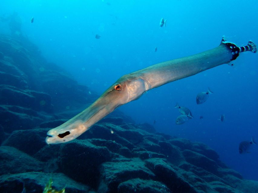 2 Best Scuba Diving Experiences In Santa Cruz De Tenerife