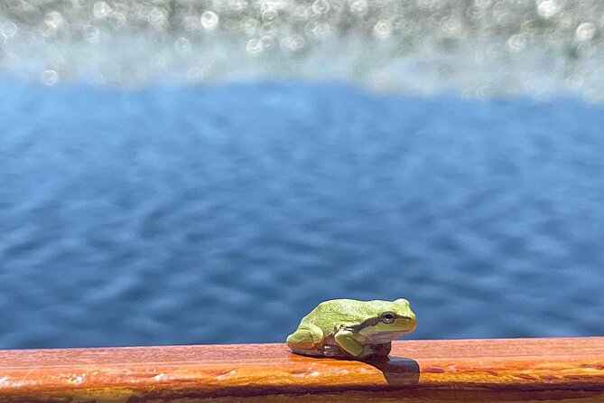 2 Hour Group Boat Trip in Skadar Lake