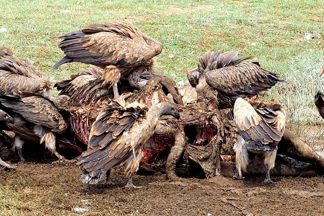 3 Days Masai Mara Camping Safari - Day 2 Itinerary