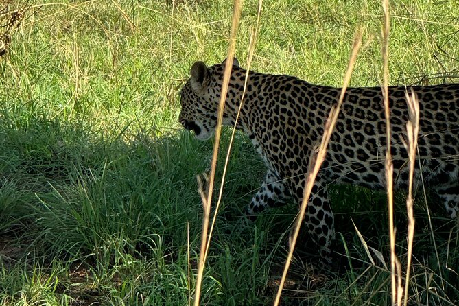 3 Days Murchison Falls National Park Safari & Rhino Tracking - Safari Accommodations