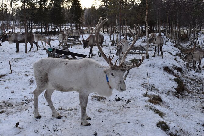 7 Days Winter Lapland Nature Experience - Itinerary Overview
