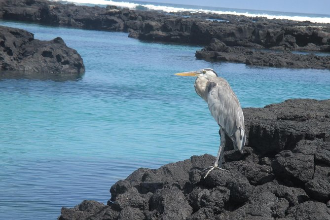 8-Day Best of Quito and Galapagos -Santa Cruz, Isabela & Unhinhabited Island