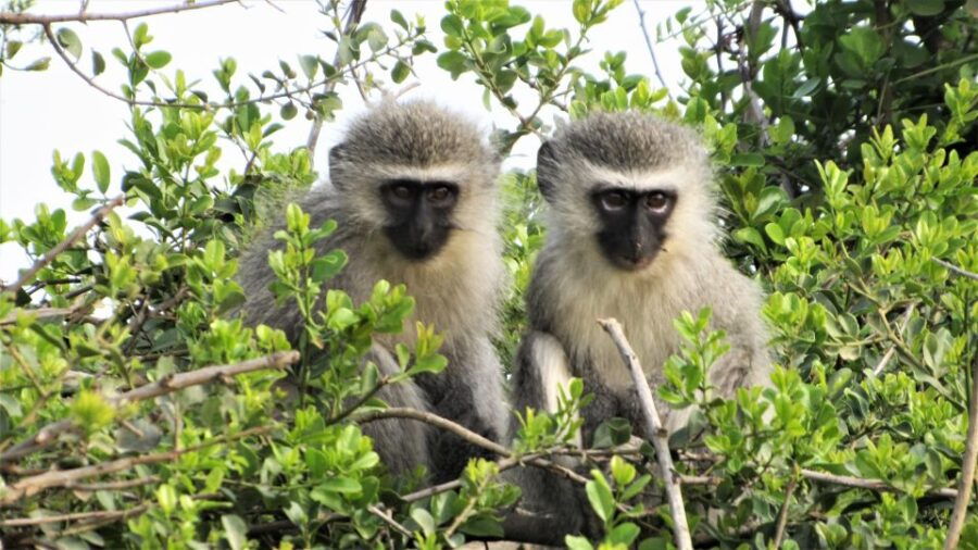 Addo River Safari – Guided Tour in Canoes
