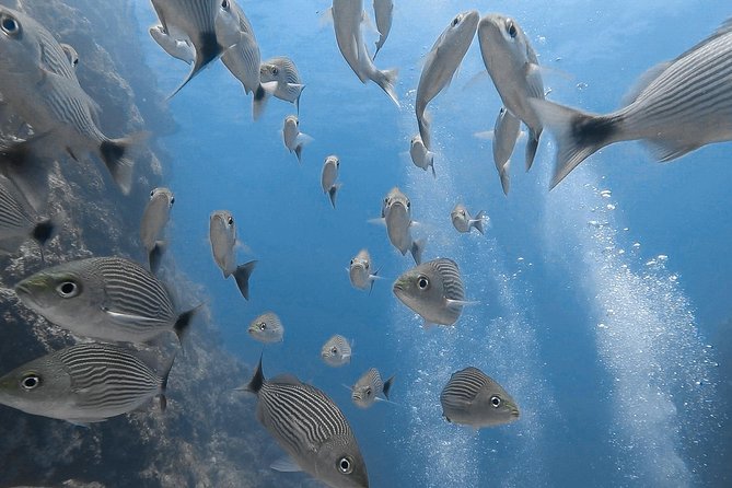 Advanced Open Water Dive Certification in Tamarindo - Course Overview