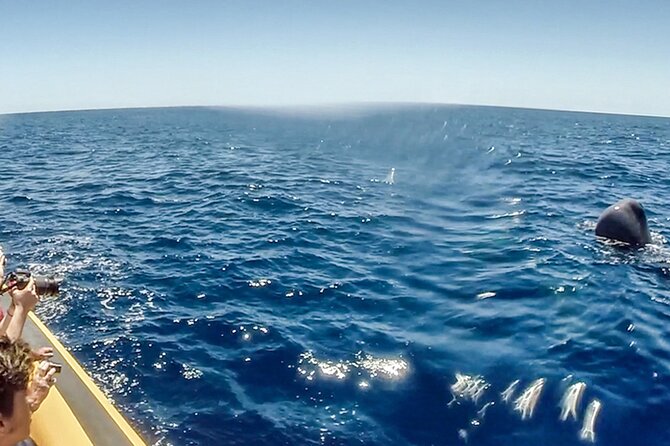 Azores Whale Watching & Islet Boat Tour - Inclusions
