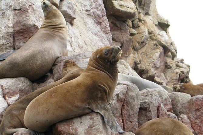 Ballestas Islands Tour for Passengers of the Puerto San Martin Cruise - Tour Location and Inclusions