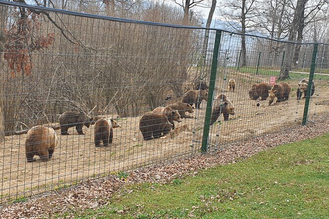 Bears Sanctuary, Dracula Castle and Brasov City - Full Day Trip From Bucharest - Itinerary Highlights