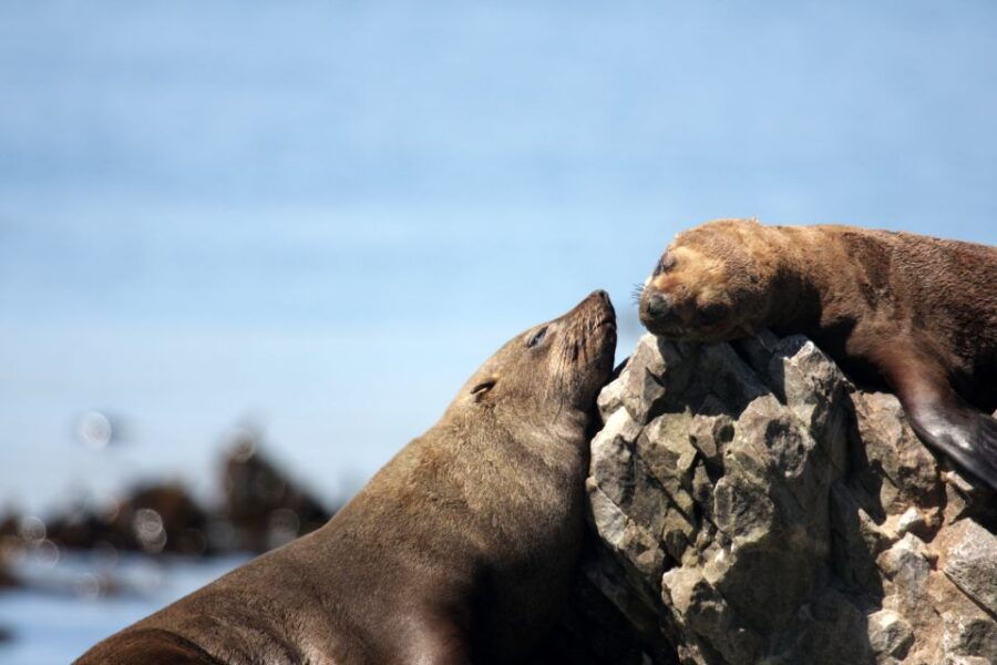 Big 5 Sea Safari Boat Ride of Gansbaai or Walker Bay