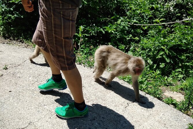 Bike Rentals in Nagano to Explore Snow Monkey Park. - Meeting and Pickup Information