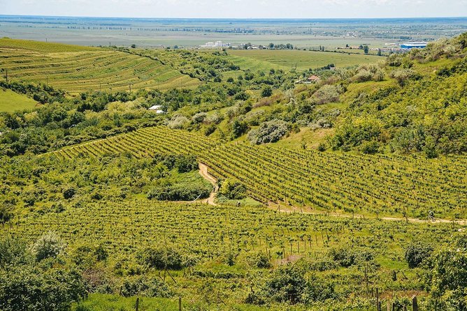 Bike & Wine Tour in Dealu Mare Wineland - Tour Overview