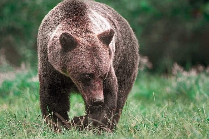 Brown Bear Sanctuary Tour From Brasov Entrance Ticket Guaranteed - Meeting Point Information