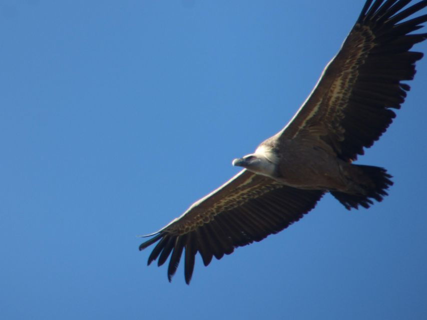 Canyoning Day Trip in Sierra De Guara - Good To Know
