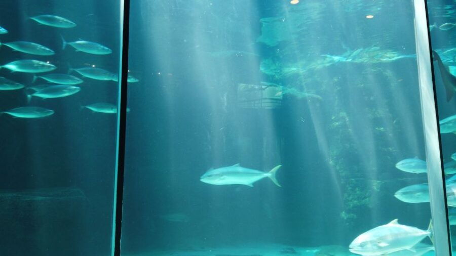 Cape Town: Table Mountain, Robben Island, and Aquarium Tour