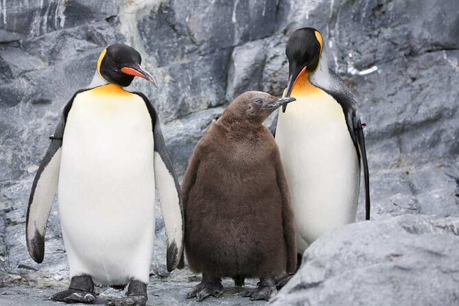 Day Tour to Asahiyama Zoo, Blue Pond & Shirahige Falls With Lunch - Tour Overview