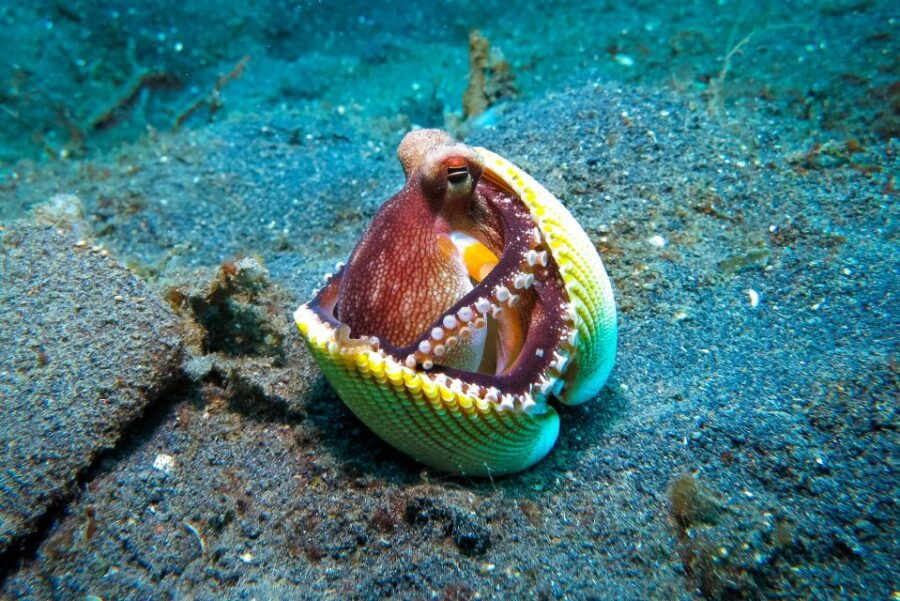 Discover Scuba Diving-Beginners-Chalkidiki-Kassandra - Pricing and Duration Information