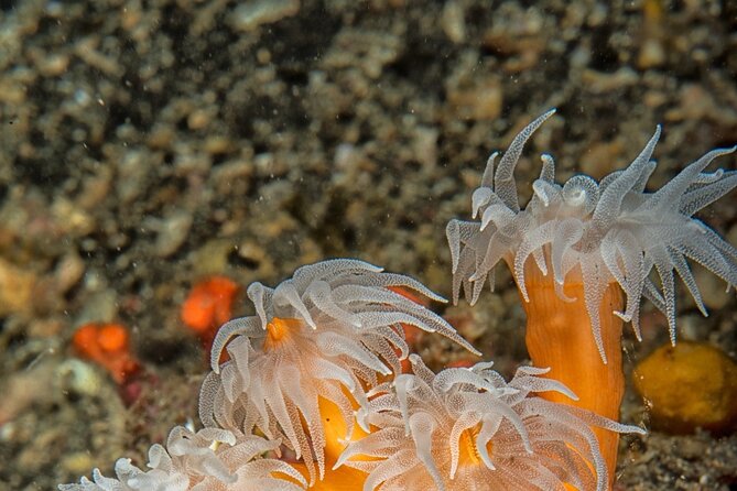 Discover Scuba Diving First Dive Catania - Inclusions and Start Time