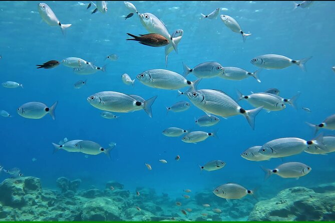 Discover SCUBA Diving With Pissouri Bay Divers - Dive Gear and Equipment Provided