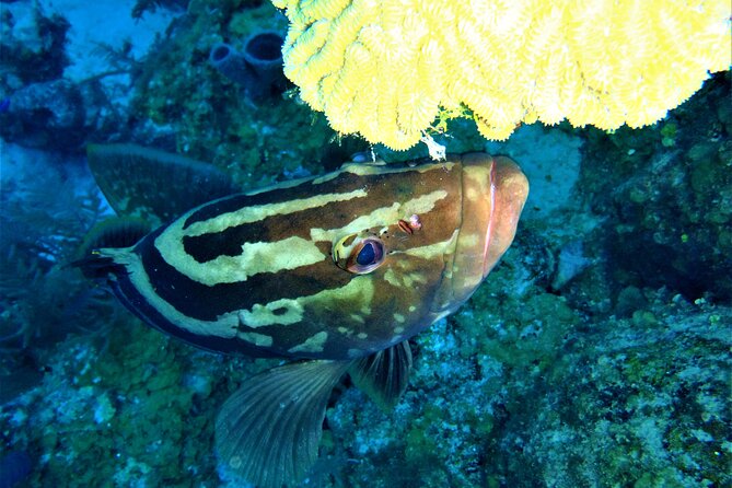 Diving at Pompion Caye - Location and Amenities