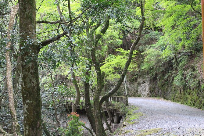 E-Bike Eco Chic Tour Explore 1100 Year Old Primeval Forest - E-Bike Adventure
