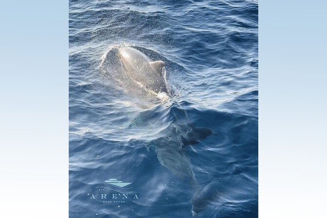 Fantastic DOLPHIN & SUNSET TOUR With Dinner (Pula - NP Brijuni) - Booking Information