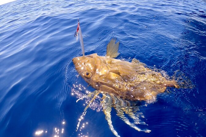 FISHING TOUR to Brac and Solta Island - Half Day FISHING Experience - Tour Details