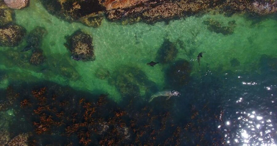 From Cape Town: Glass-Bottom Boat Seal Watching Tour