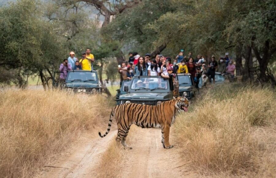 From Delhi: 6-Day Golden Triangle & Ranthambore Tiger Safari - Good To Know