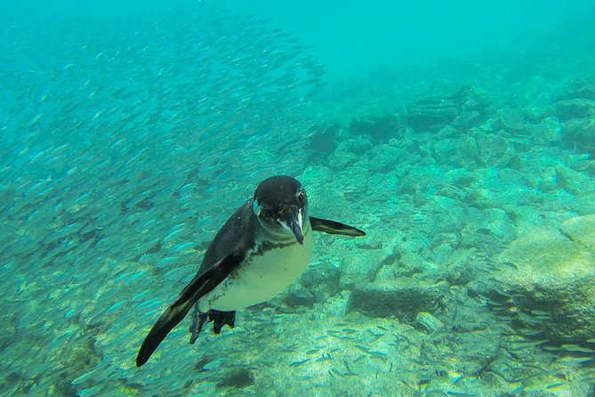 Full-Day Pinzon Island Snorkeling and Fishing - Tour Overview