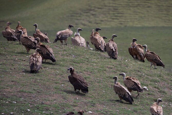 Full-Day Private Wilderness Tour in Vashlovani National Park - Reservation Process