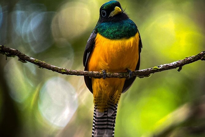Full Day Tour Corcovado National Park. - Inclusions and Meeting Point
