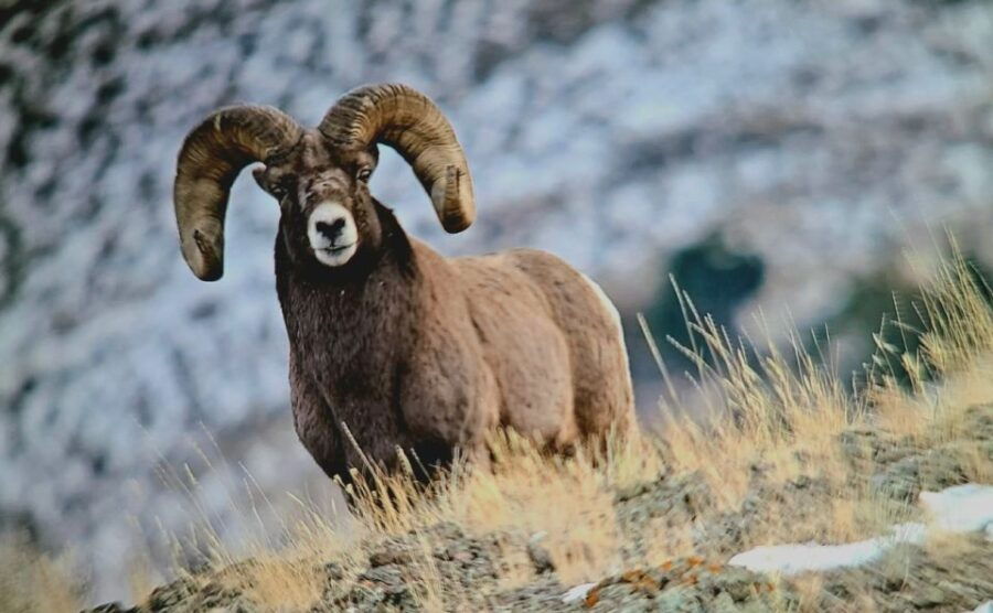 Gardiner: Yellowstone National Park Half Day Guided Hike