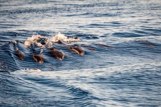 Gibraltar Dolphin Adventure - Important Information for Travelers