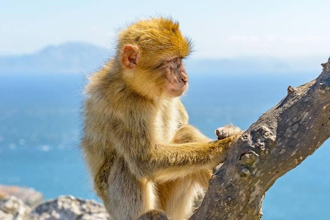 Gibraltar Inside Out Standard Tour 1.45hrs - Tour Highlights and Inclusions