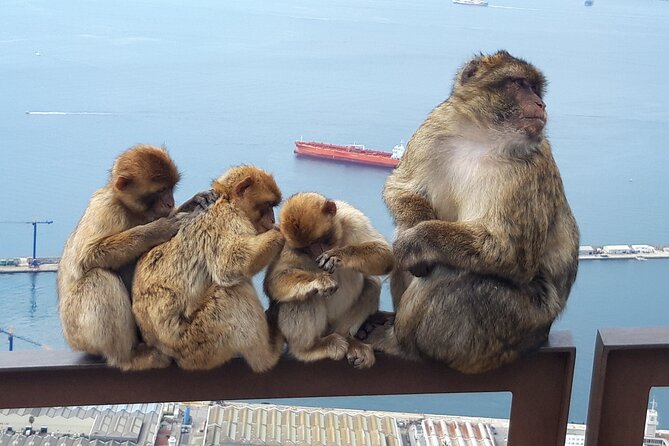 Gibraltar Sightseeing : Classic Shore Excursion (Private) - Tour Description