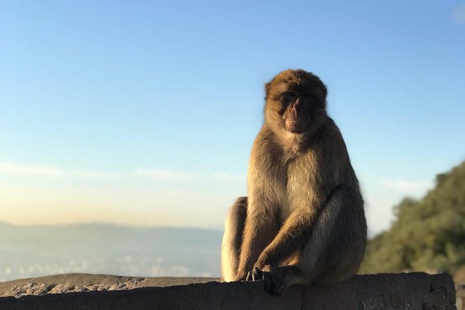 Gibraltar Sightseeing: Premium Rock Tour / Shore Excursion (Private) - Tour Overview