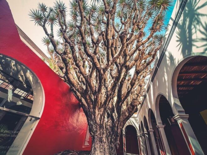 Gran Canaria: North Coast Tour - Salt, Rock Pools, Snorkel ツ - Highlights
