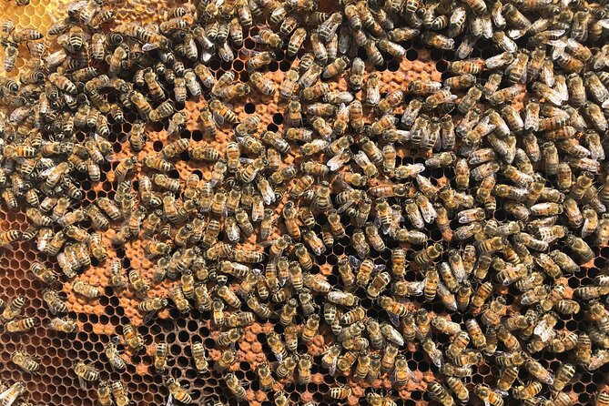 Guided Tour of the Bee Apiary and Honey Tasting in Denée - Location and Meeting Point Information