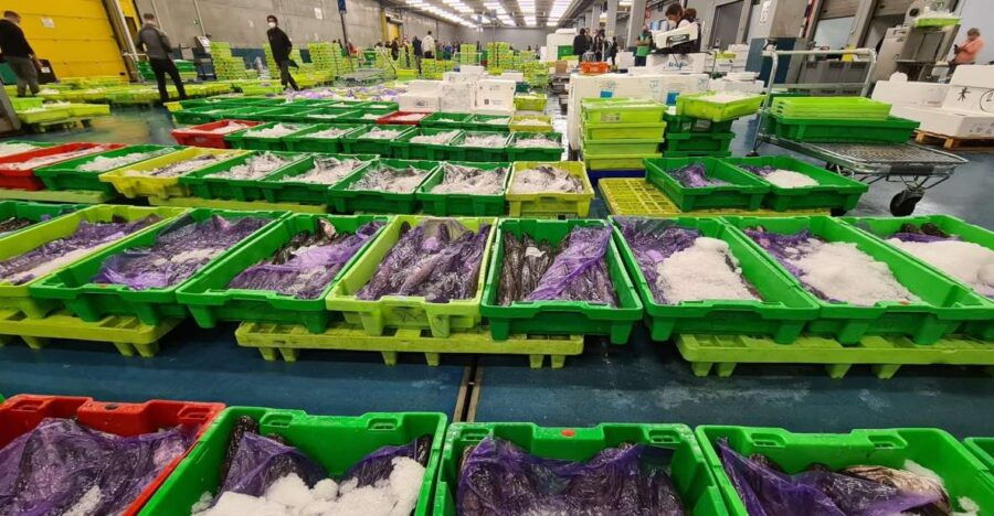 Guided Visit to the Pasaia Fish Market - Good To Know