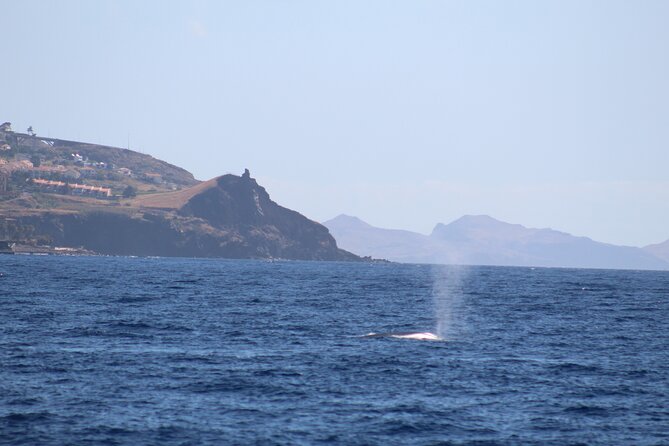 Half Day Madeira Island Cruise With Lunch - Tour Highlights