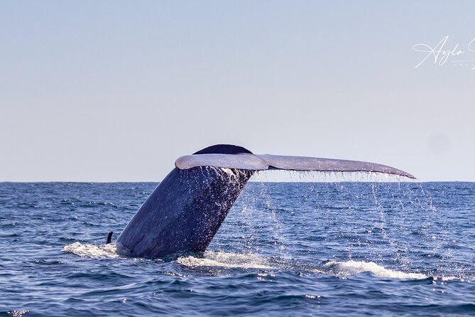 Half-Day Whale and Dolphin Watching Tour in Ponta Delgada - What To Expect