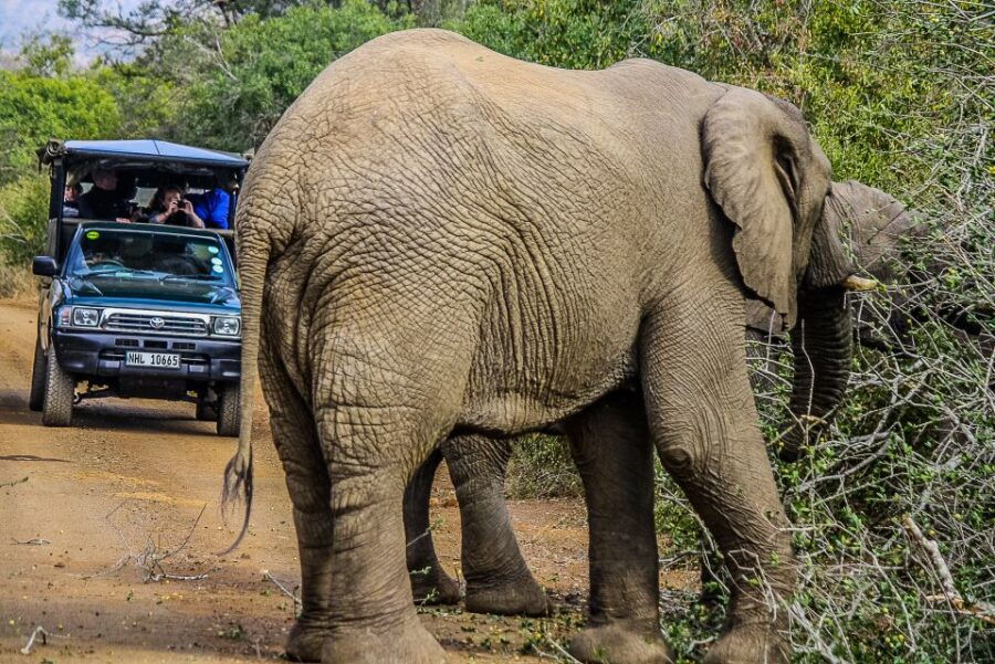 2 Best Safari Tours In Hluhluwe Imfolozi Park