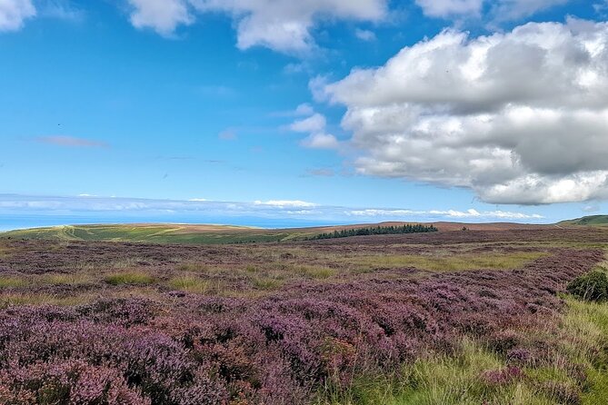 Isle of Man Wildlife & Scenic Adventure With Wildlife Enthusiast - Wildlife Encounters
