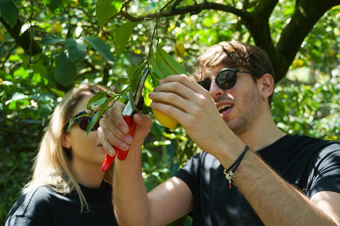 Lemon Experience in a Sorrento Farm With Harvesting and Tasting - Tour Details